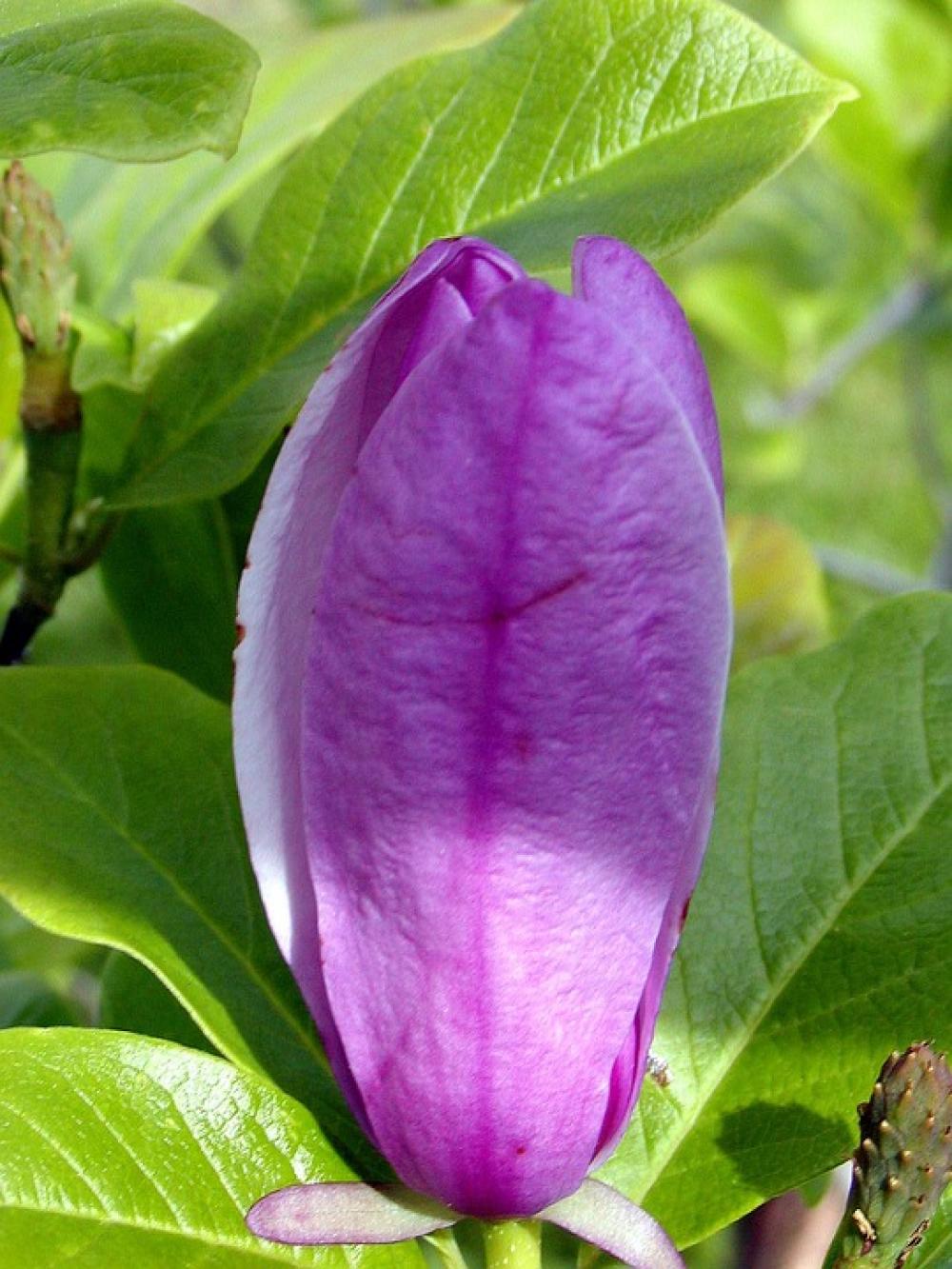 Bud Lila Ornamental Bush Beauty Bud Lila Ornamental Bush Beauty