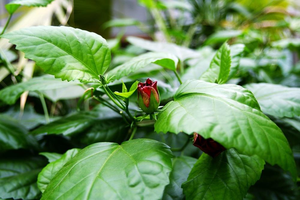 Bud Flower Plant Flowers Fragrant Nature Macro Bud Flower Plant Flowers Fragrant Nature Macro