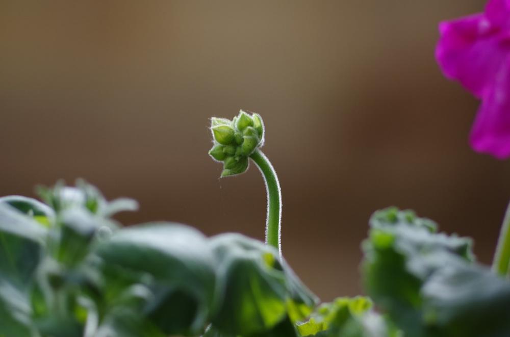 Bud Geranium Flora Spring Flower Gardening Growth Bud Geranium Flora Spring Flower Gardening Growth