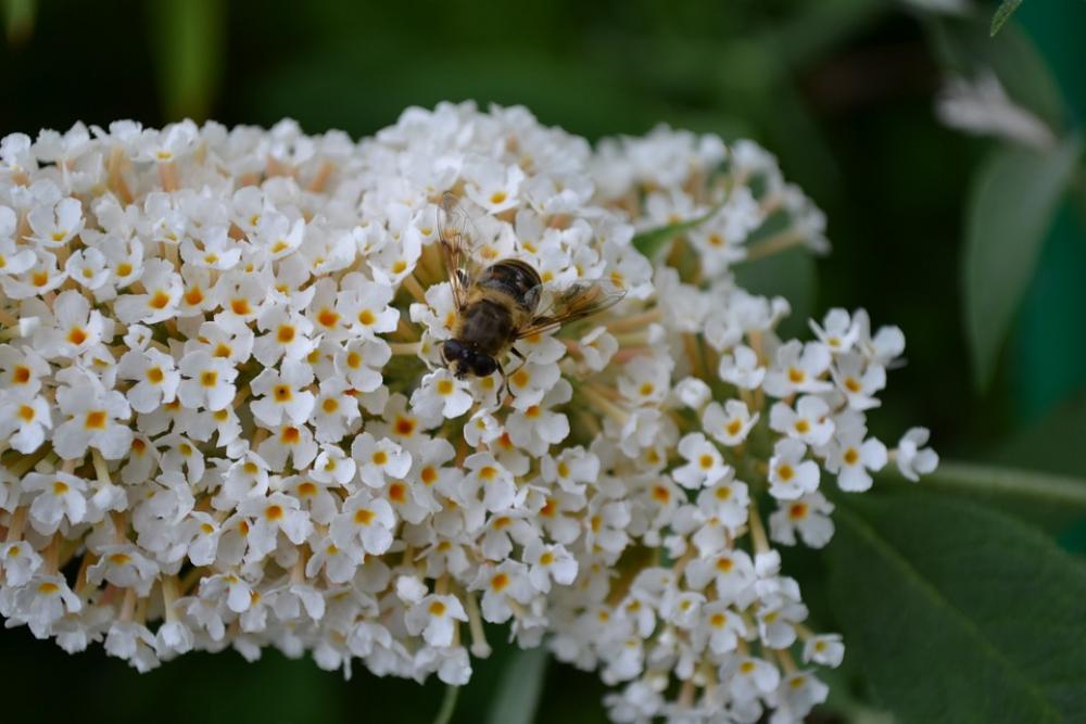 Buddleia Buddleja White Flower Close-Up Sweet Buddleia Buddleja White Flower Close-Up Sweet