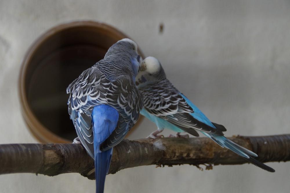 Budgerigars Parakeets Pets Animal World Budgerigars Parakeets Pets Animal World