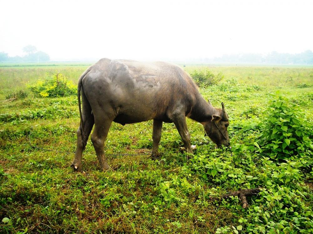 Buffalo Eating Grass Green Buffalo Eating Grass Green