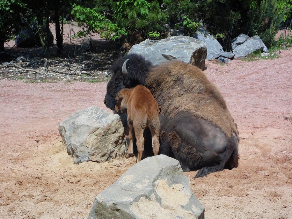 Buffalo Animal Young Animal Buffalo Animal Young Animal