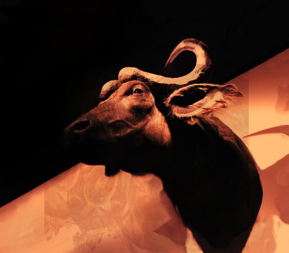 Buffalo Animal Bull Wild Trophy Decoration Buffalo Animal Bull Wild Trophy Decoration