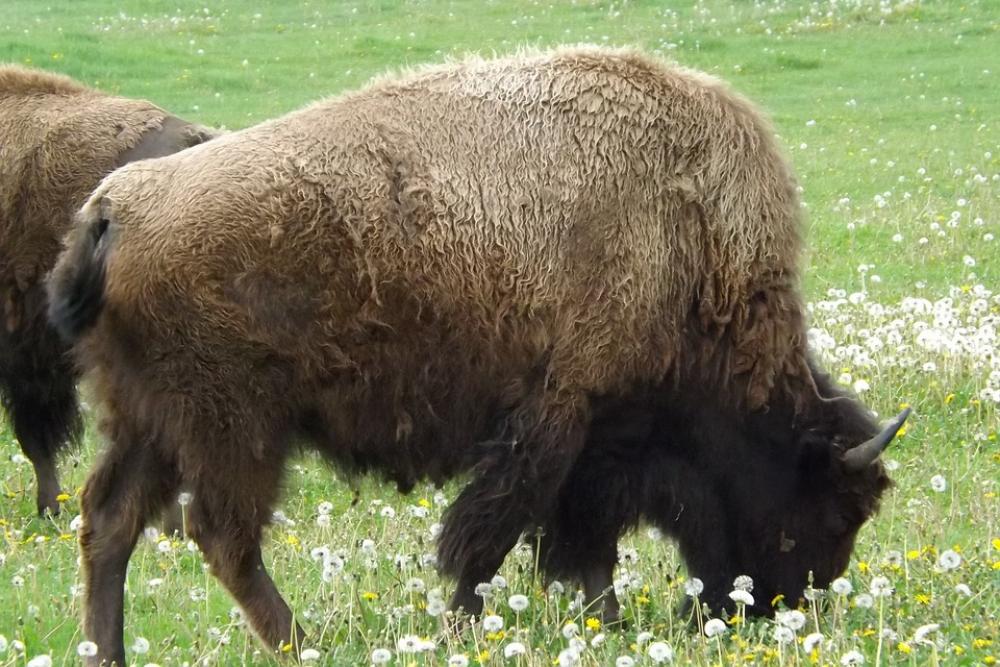 Buffalo Bison Western West Plains American Wild Buffalo Bison Western West Plains American Wild