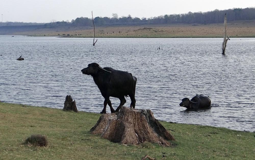 Buffaloes Buffalo Bovine Animal Milch Cattle Lake Buffaloes Buffalo Bovine Animal Milch Cattle Lake