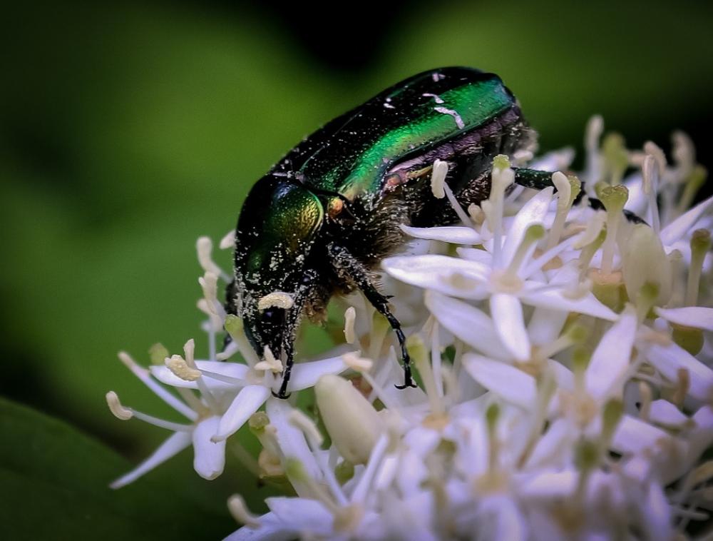 Bug Insect Shiny Flower White Animal Wildlife Bug Insect Shiny Flower White Animal Wildlife