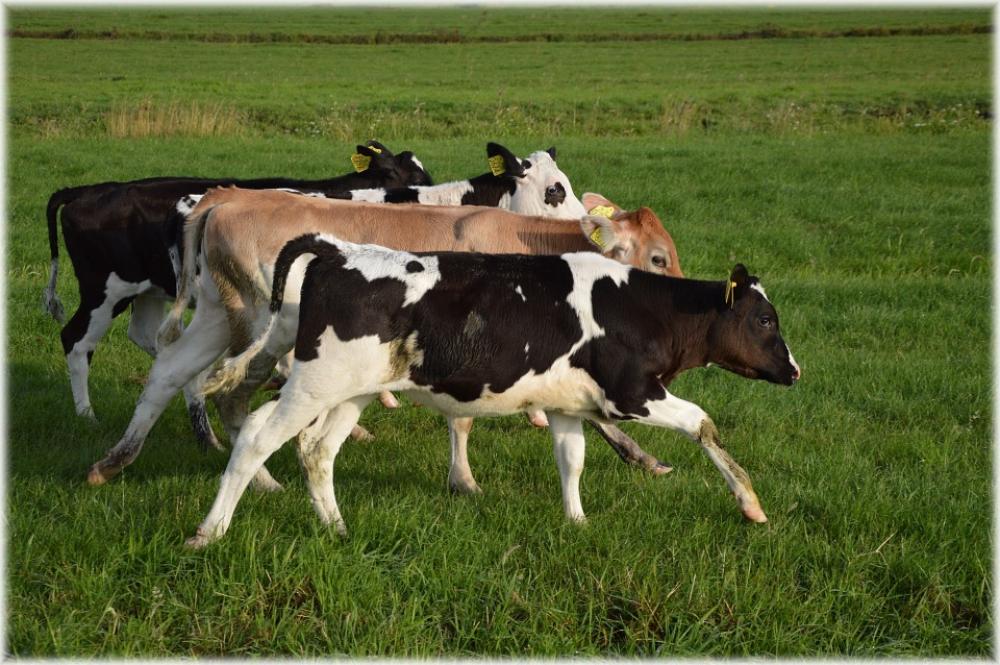 Bull Cow Cattle Farm Exuberant Curious Bull Cow Cattle Farm Exuberant Curious