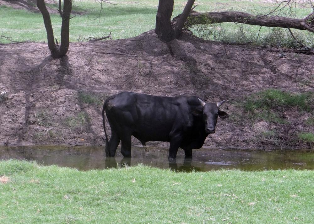 Bull Bovine Cattle Bharatpur India Bull Bovine Cattle Bharatpur India