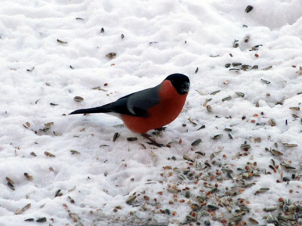 Bullfinch Gimpel Bird Blood Fink Songbird Bullfinch Gimpel Bird Blood Fink Songbird