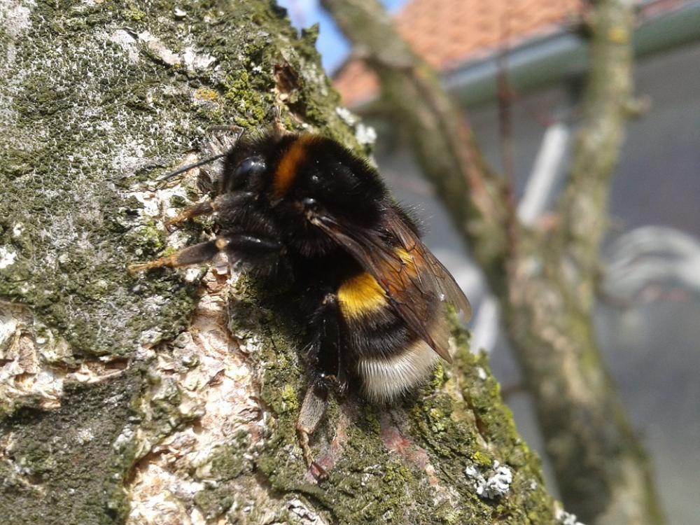 Bumble-Bee Tree Nature Wings Freedom Bumble-Bee Tree Nature Wings Freedom