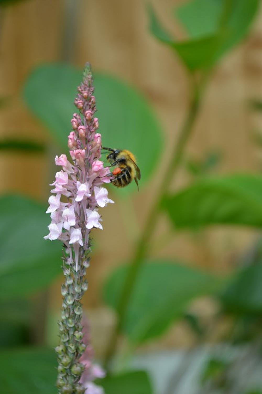 Bumblebee Drinking Nectar Pale-Pink Loosestrife Bumblebee Drinking Nectar Pale-Pink Loosestrife