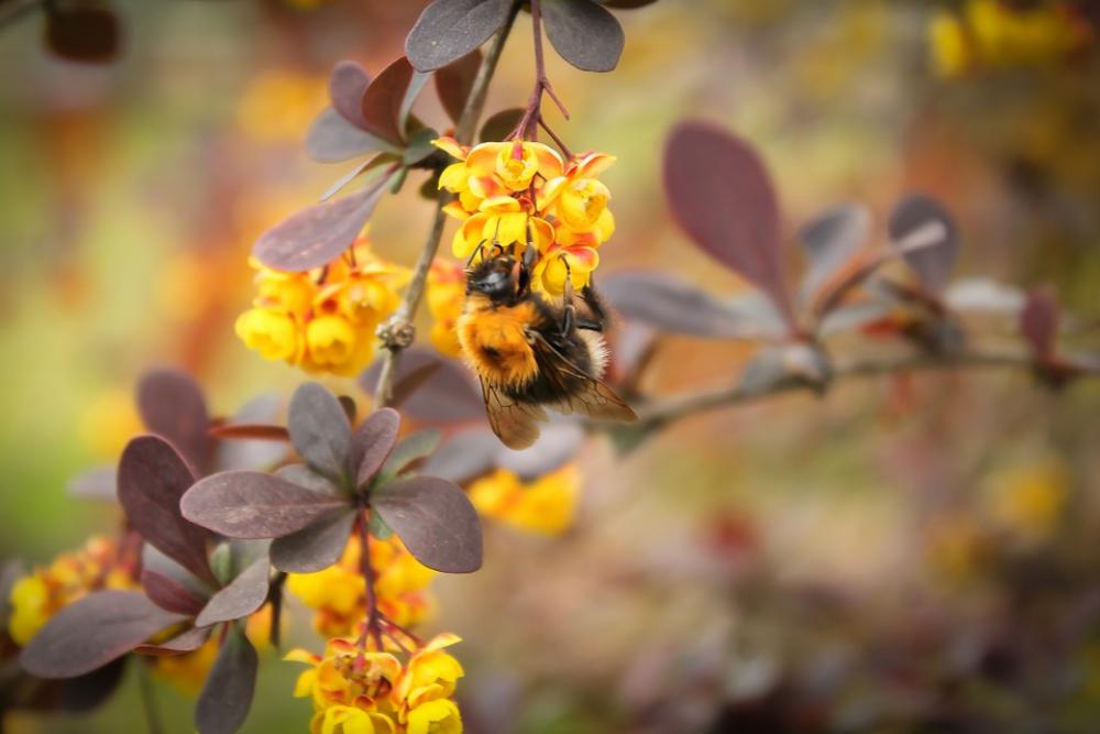 Bumblebee Plant Macro Flower Yellow Wildflower Bumblebee Plant Macro Flower Yellow Wildflower