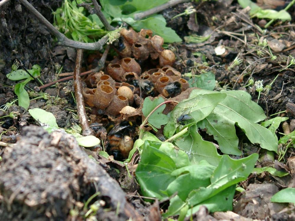 Bumblebees Nest Insect Bumblebee Nest Nature Bumblebees Nest Insect Bumblebee Nest Nature