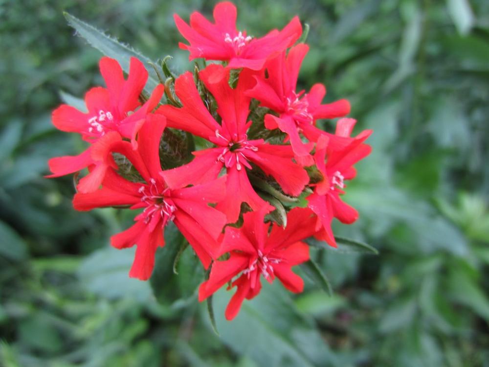 Burning Love Flower Red Burning Love Flower Red