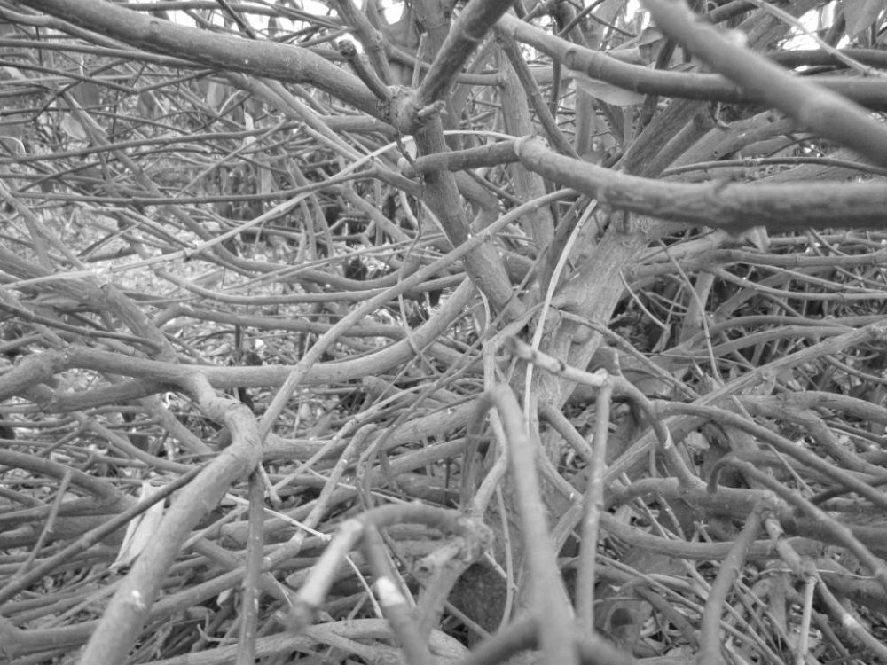 Bush Plant Perspective Angle Nature Inside Bush Plant Perspective Angle Nature Inside