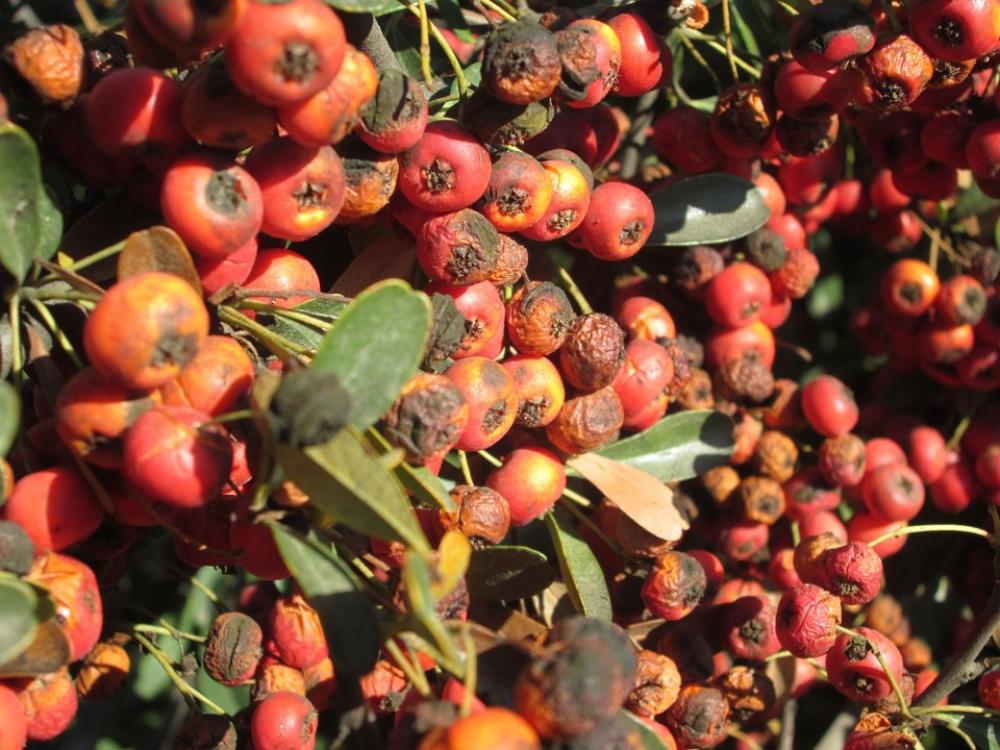 Bush Plant Nature Vegetation Red Berries Bush Plant Nature Vegetation Red Berries