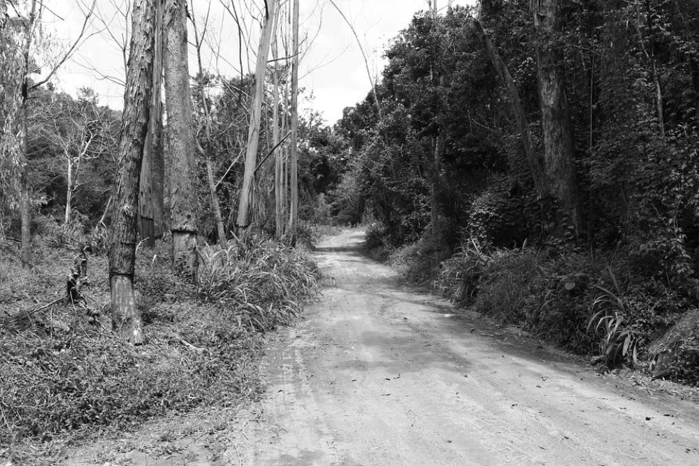 Bush Dirt Road Black And White Road Trees Nature Bush Dirt Road Black And White Road Trees Nature