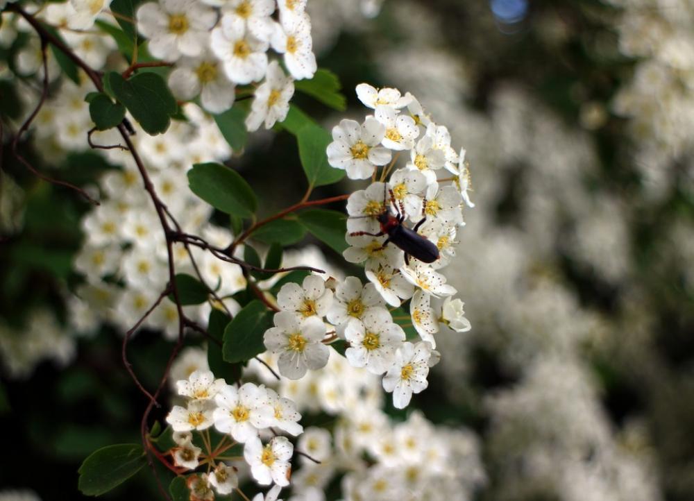Bush Spiere Blossom Bloom Flowers Bloom White Bush Spiere Blossom Bloom Flowers Bloom White