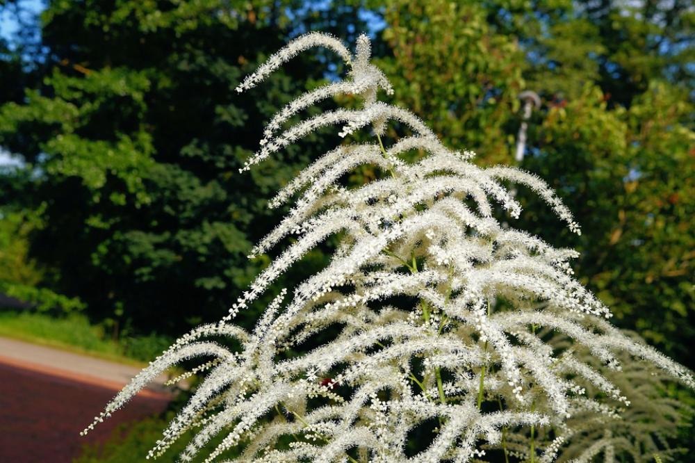 Bush Blossom Bloom White Tender Bright Filigree Bush Blossom Bloom White Tender Bright Filigree