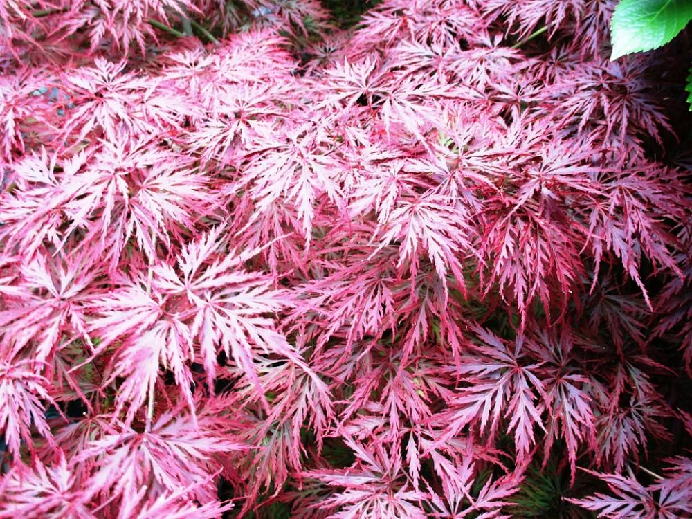 Bush Spring Maple Red Plant Tender Summer Bush Spring Maple Red Plant Tender Summer