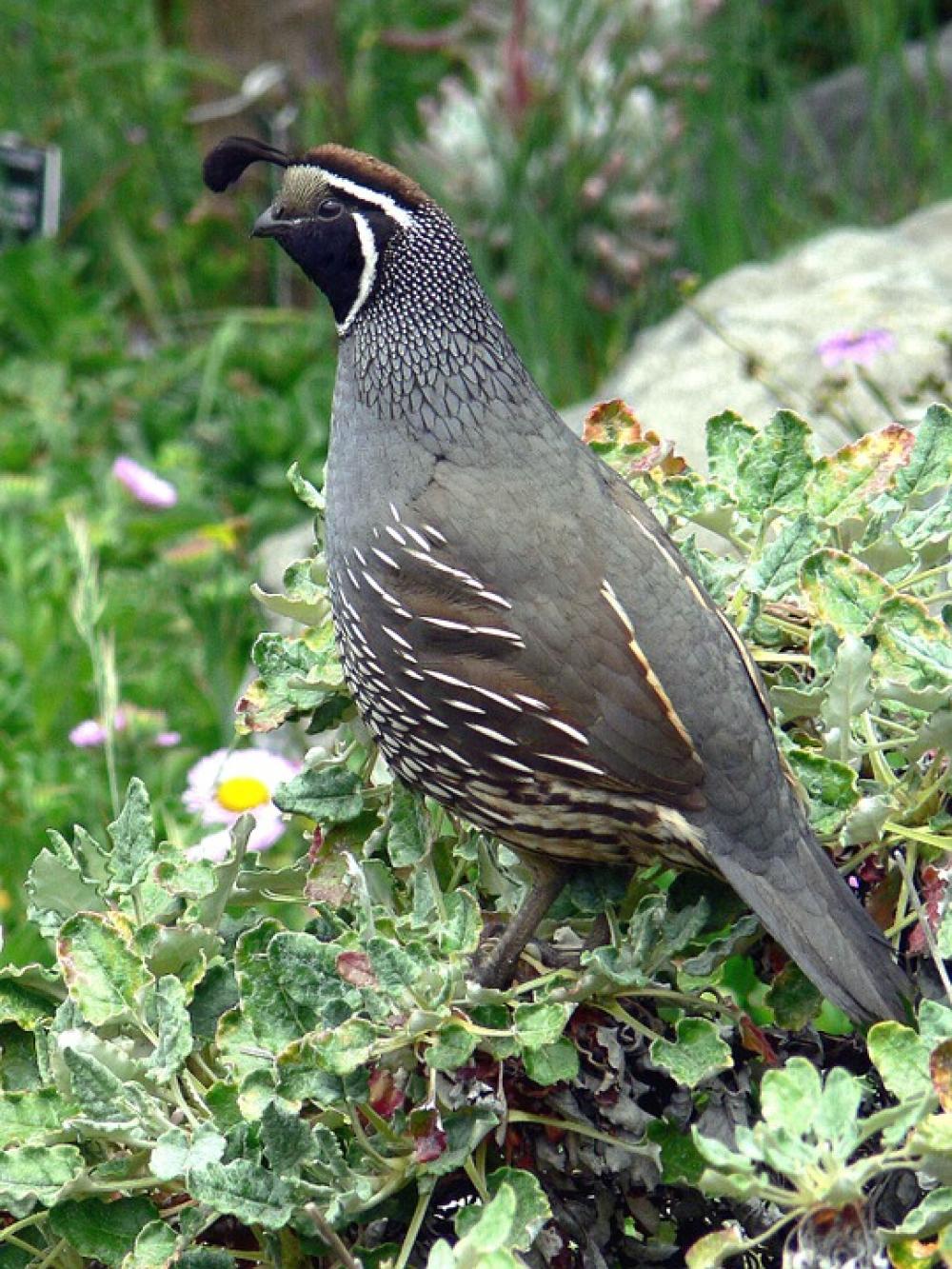 Bush Branch Standing California Quail Birds Bush Branch Standing California Quail Birds