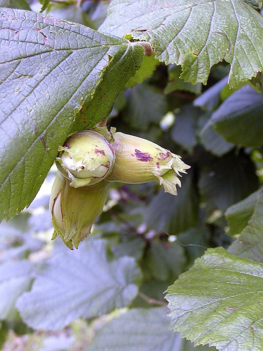 Bush Hazel Nuts Story Shelter Green Three Bush Hazel Nuts Story Shelter Green Three
