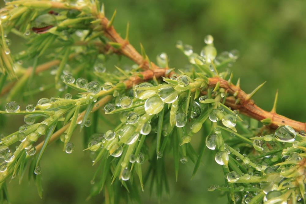 Bush Coniferous Drops Green Juniper Water Bush Coniferous Drops Green Juniper Water
