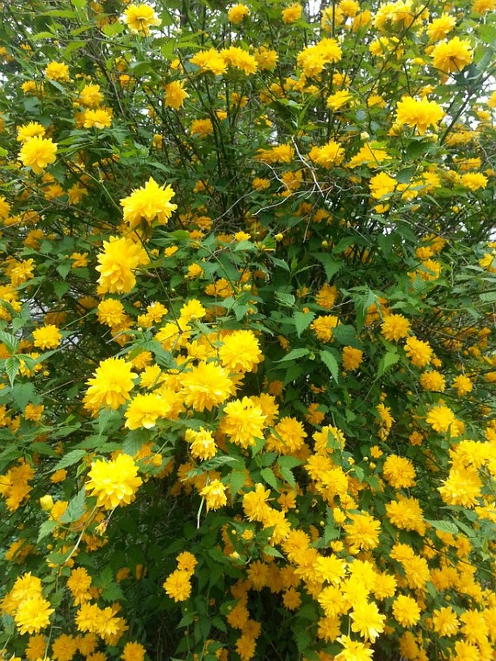 Bushes Shrubs Ranunkel Shrub Amber Roses Kerria Bushes Shrubs Ranunkel Shrub Amber Roses Kerria