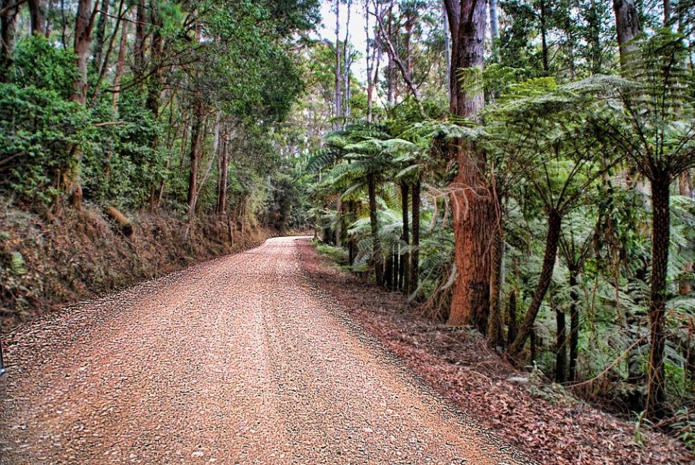 Bushland Road Dirt Road Ferns Bushland Road Dirt Road Ferns