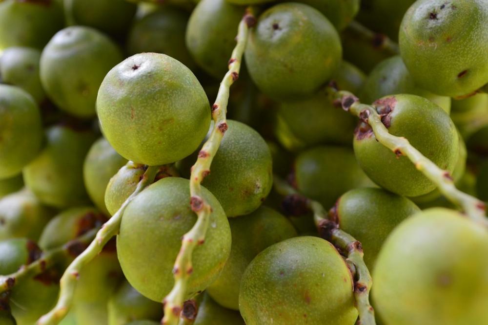 Butia Fruit Green Butia Fruit Green