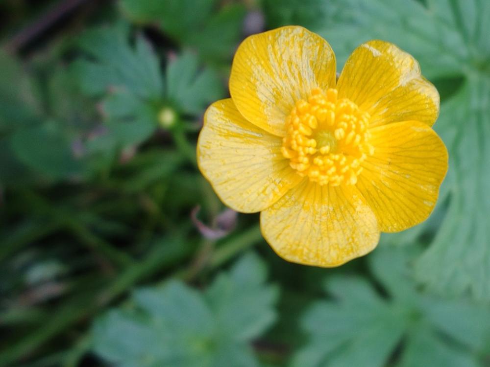 Buttercup Flower Yellow Buttercup Flower Yellow