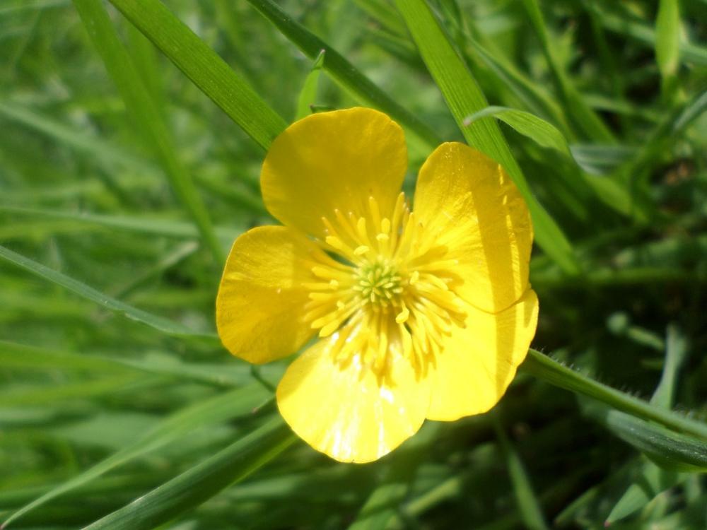Buttercup Yellow Meadow Flower Buttercup Yellow Meadow Flower