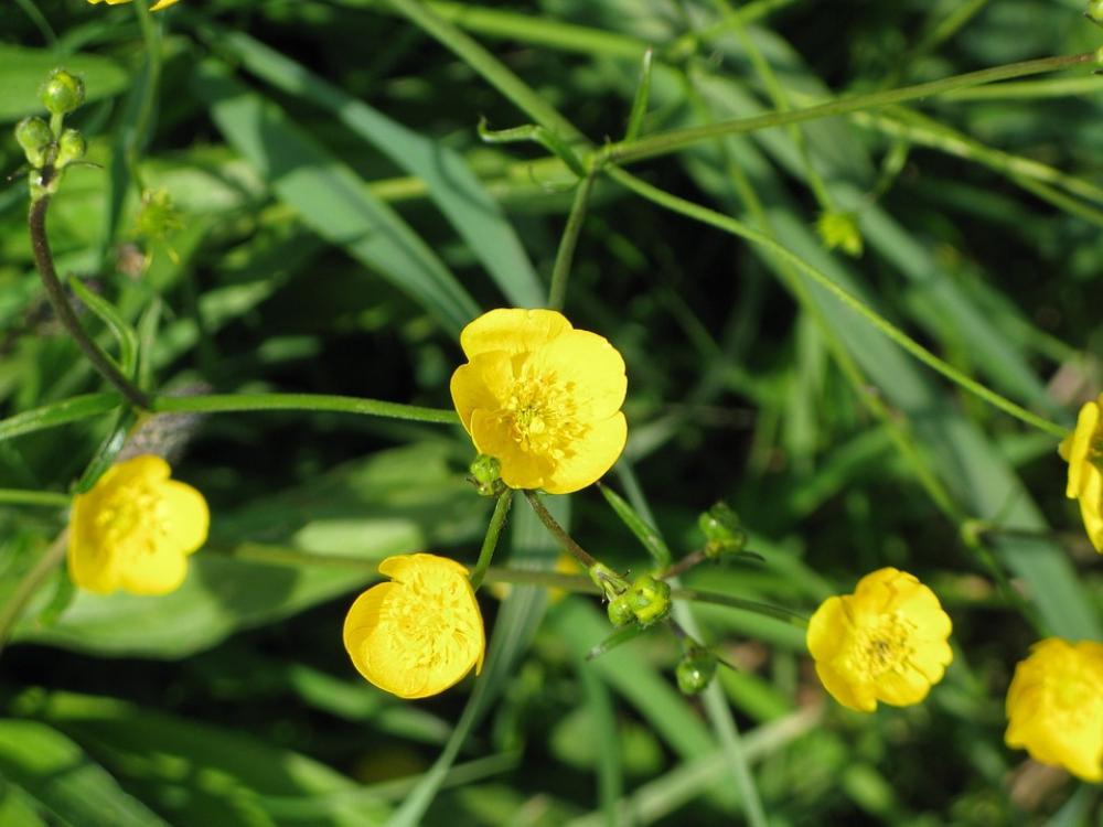 Buttercup Yellow Meadow Summer Blossom Bloom Buttercup Yellow Meadow Summer Blossom Bloom