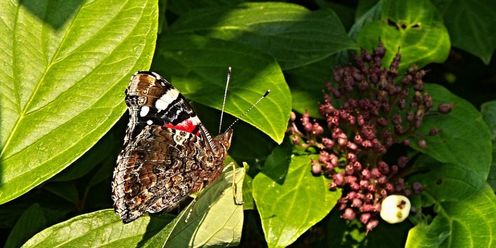 Butterfly Viburnum Bush Foliage Berry Macro Butterfly Viburnum Bush Foliage Berry Macro