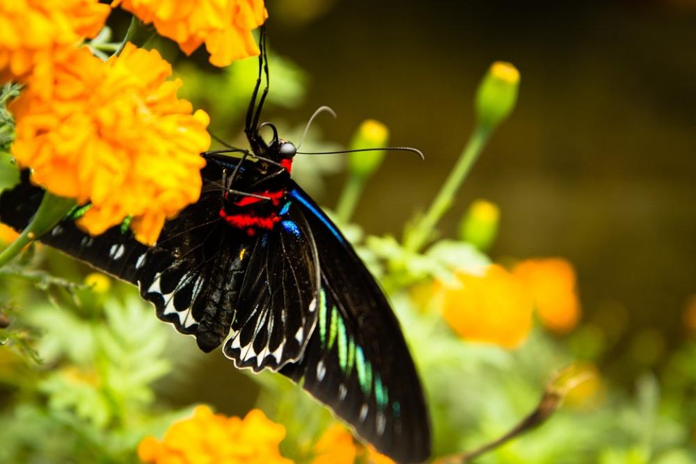 Butterfly Flower Trogonoptera Brookiana Butterfly Flower Trogonoptera Brookiana