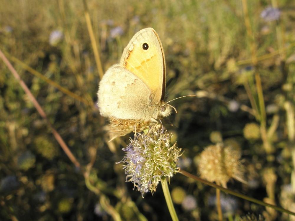 Butterfly Insects Animals Butterfly Insects Animals
