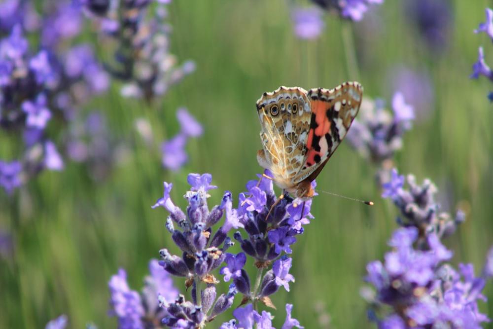 Butterfly Lavender Purple Butterfly Lavender Purple