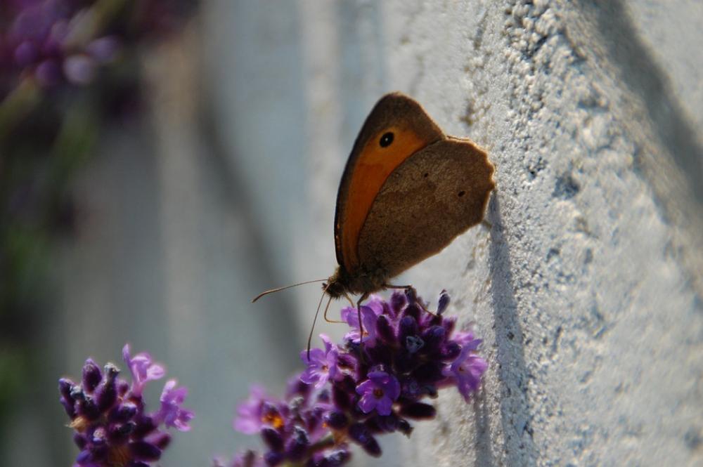 Butterfly Nature Insect Garden Butterfly Nature Insect Garden