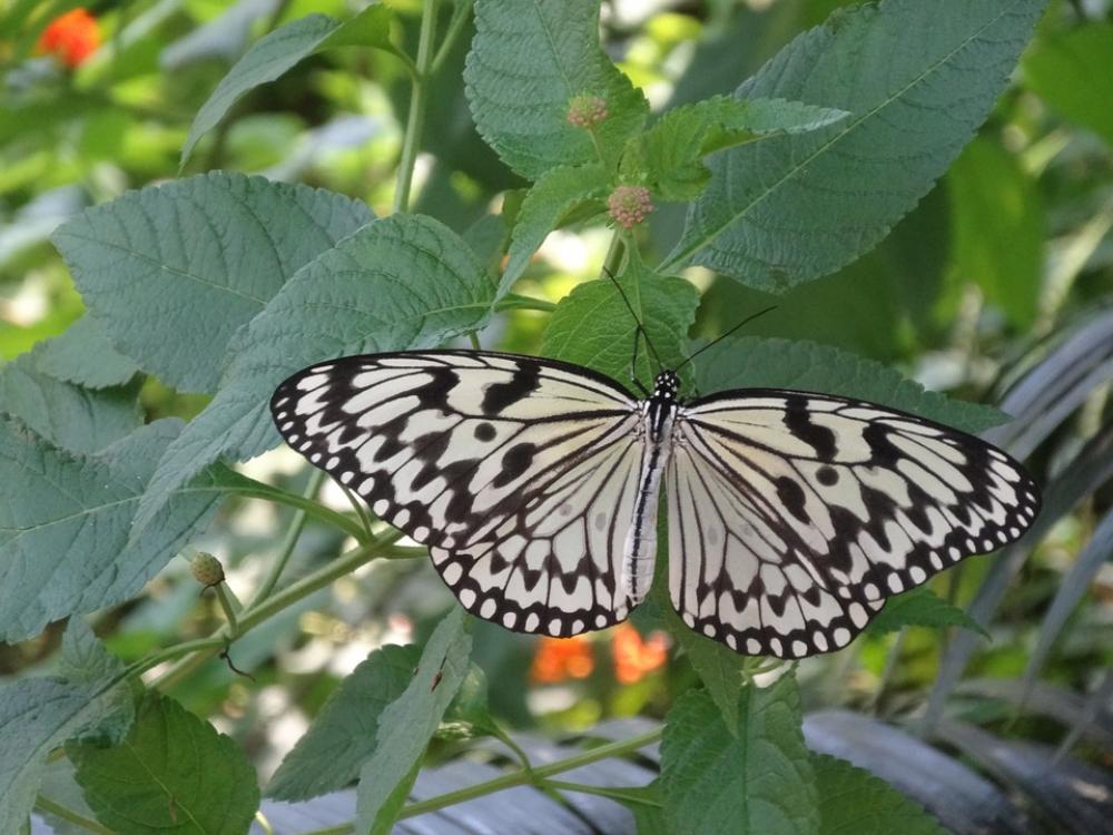 Butterfly Insect Animal Black And White Leaf Green Butterfly Insect Animal Black And White Leaf Green