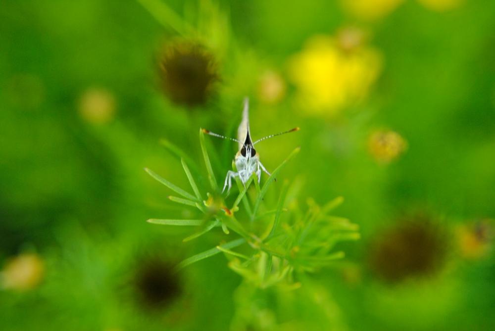 Butterfly Butterflies Insects Insect Macro Nature Butterfly Butterflies Insects Insect Macro Nature