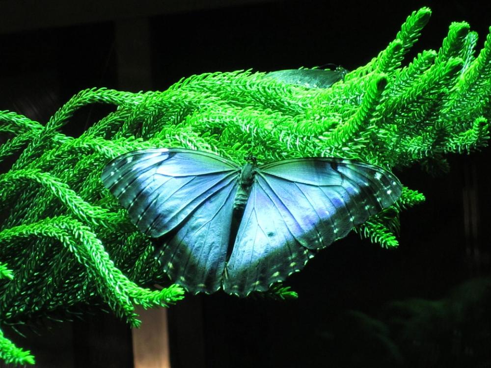 Butterfly Nature Insect Plant With Butterfly Butterfly Nature Insect Plant With Butterfly