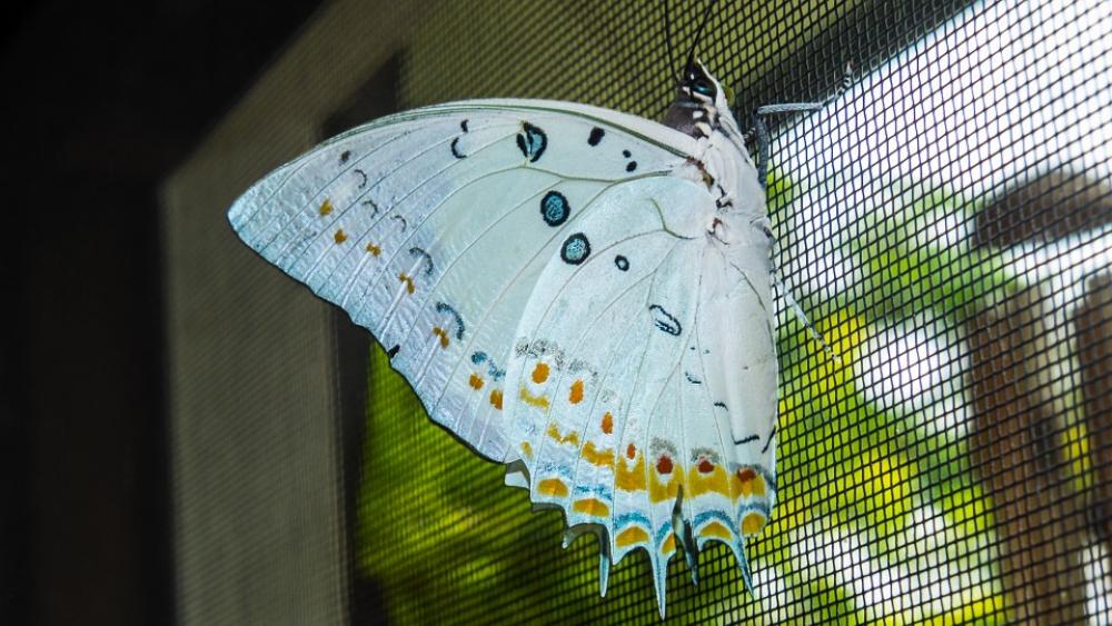 Butterfly Insect Butterfly Insect