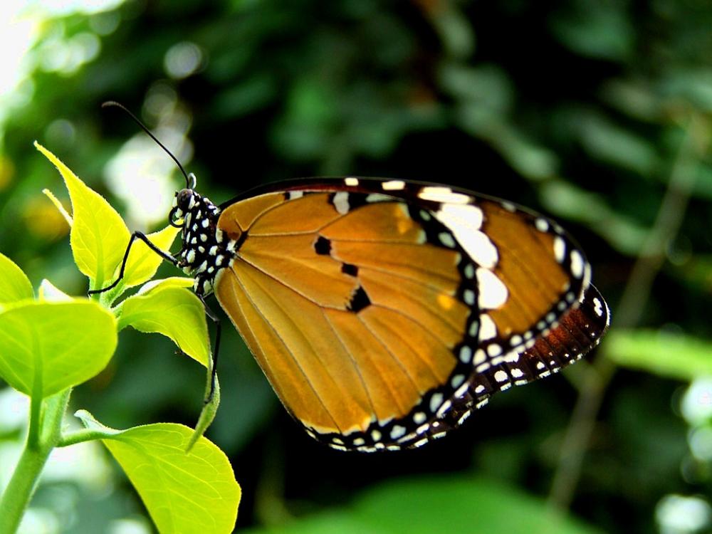 Butterfly Green Summer Day Green Leaves Nature Butterfly Green Summer Day Green Leaves Nature