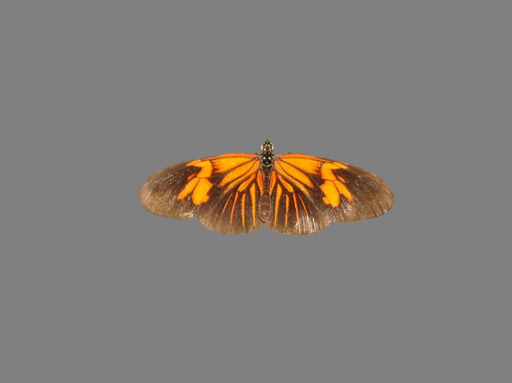 Butterfly Mot Nice Night Butterfly Park Butterfly Mot Nice Night Butterfly Park