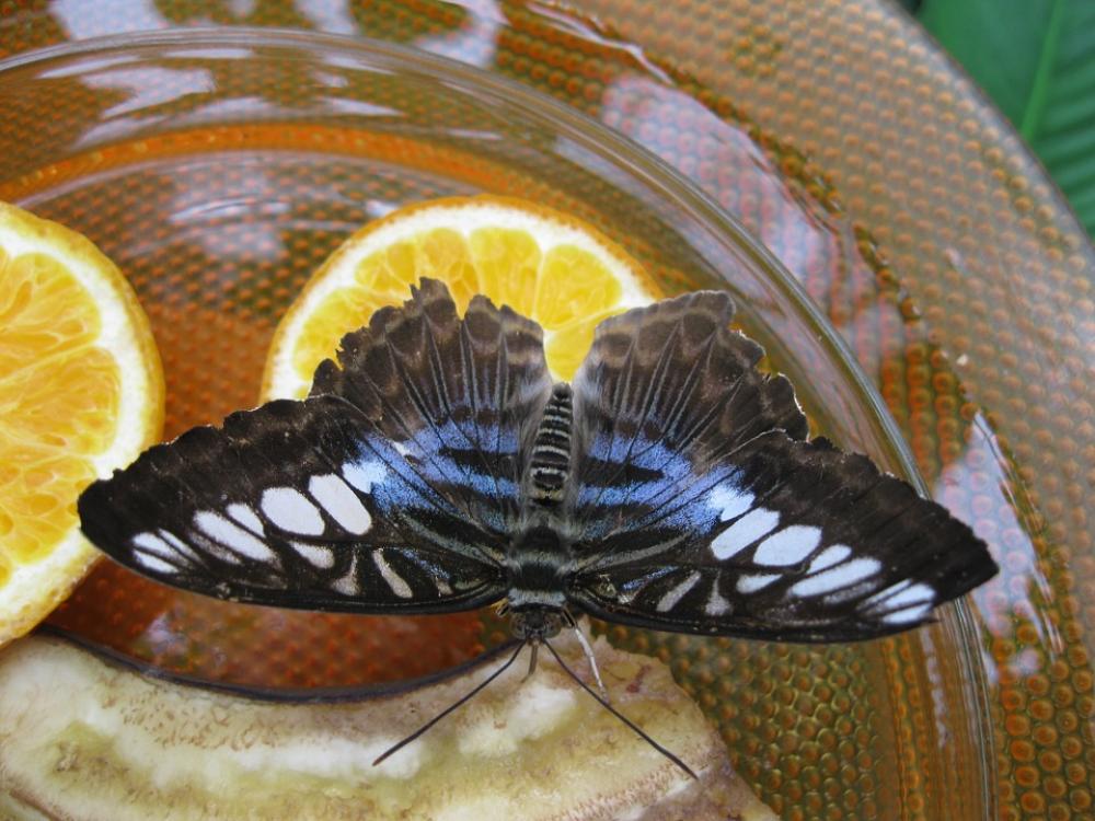 Butterfly Animal Moth Insect Proboscis Butterfly Animal Moth Insect Proboscis