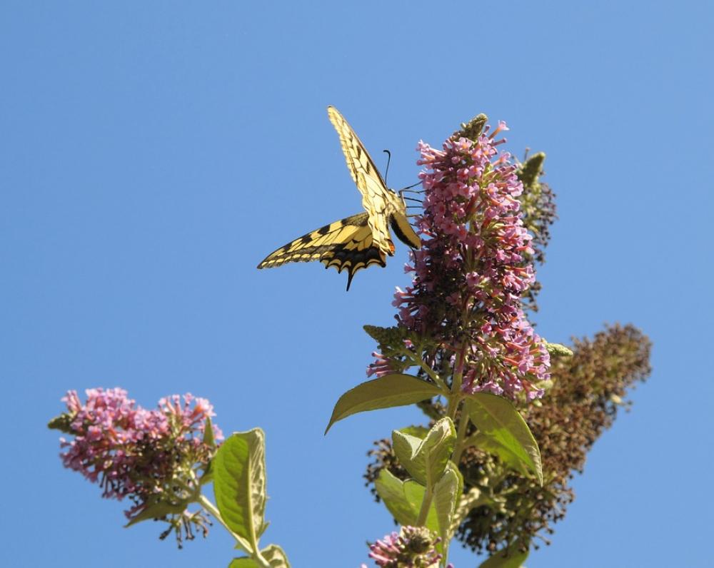 Butterfly Sky Flower Flight Forage Nature Insect Butterfly Sky Flower Flight Forage Nature Insect