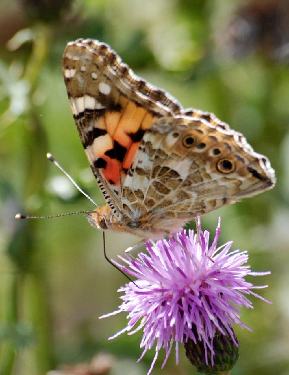 Butterfly Insect Thistle Wild Flower Close-Up Butterfly Insect Thistle Wild Flower Close-Up