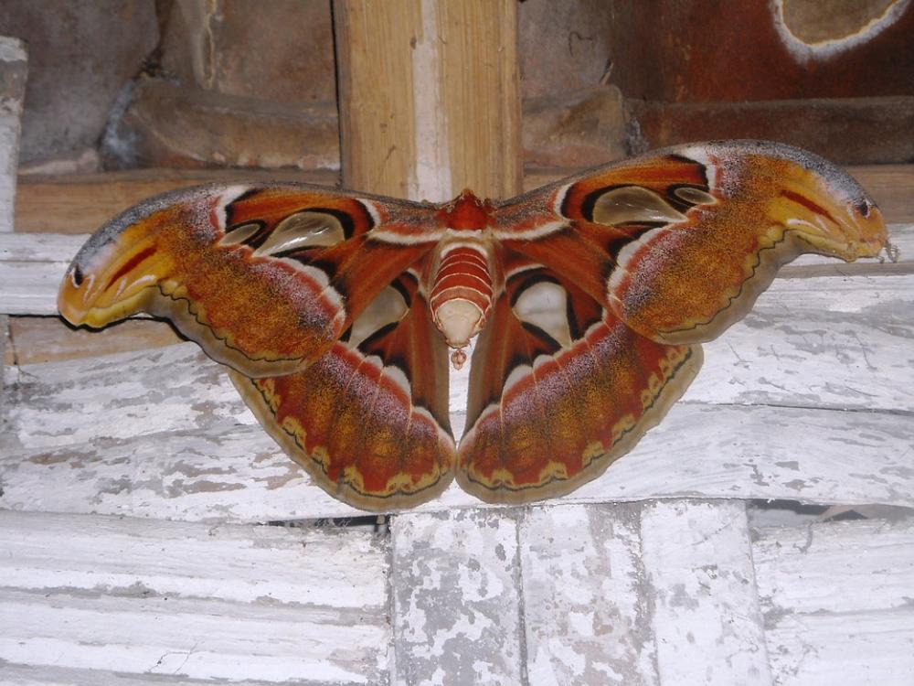 Butterfly Elephant Brown White Butterfly Elephant Brown White