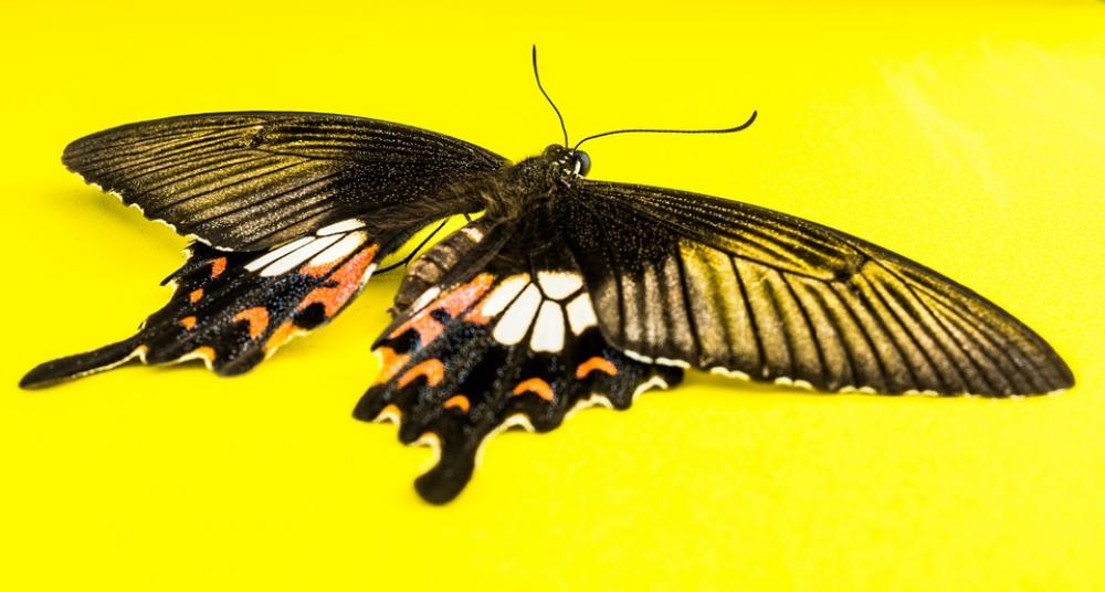 Butterfly Insect Butterfly Insect